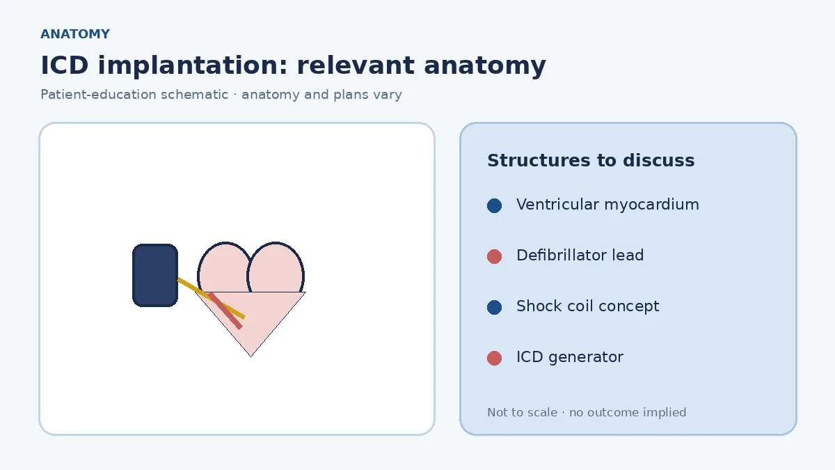 Medical illustration of ventricular chambers and the conduction system relevant to sudden-arrhythmia risk