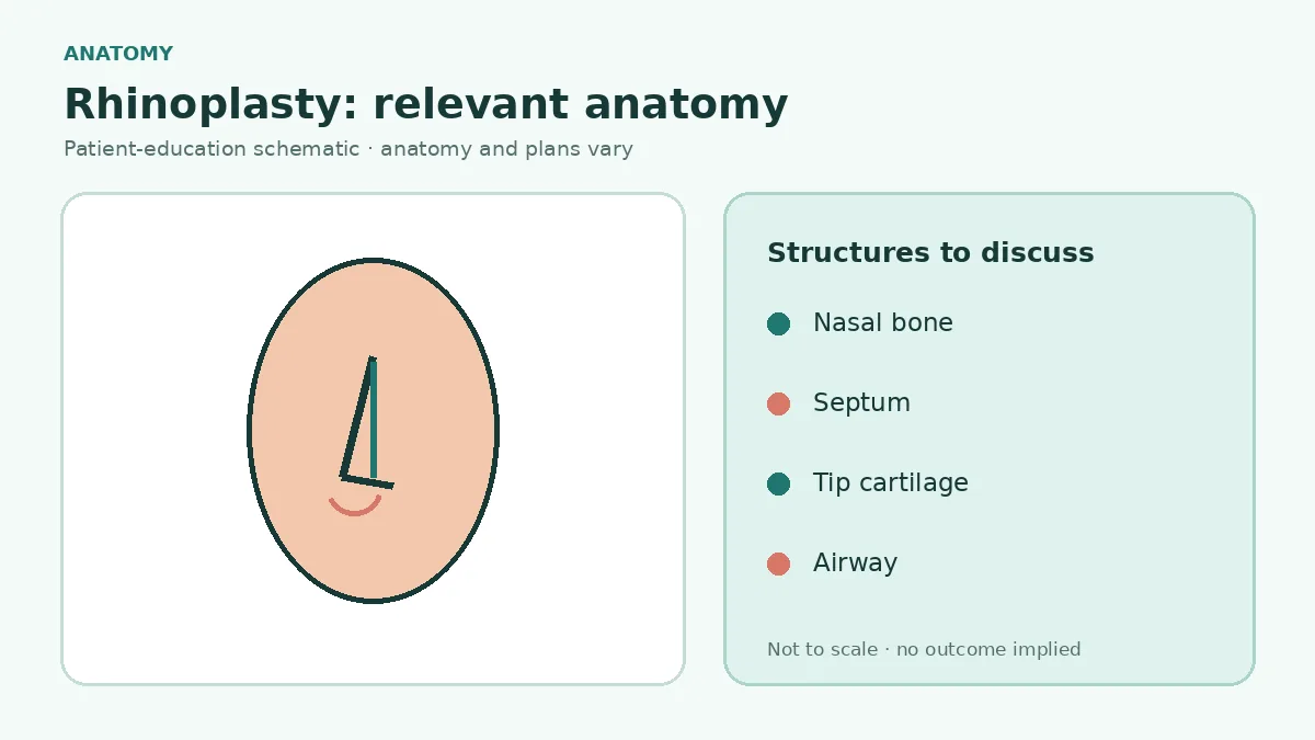 Medical illustration identifying nasal bone, upper lateral cartilage, septum, tip cartilage and airway structures relevant to rhinoplasty