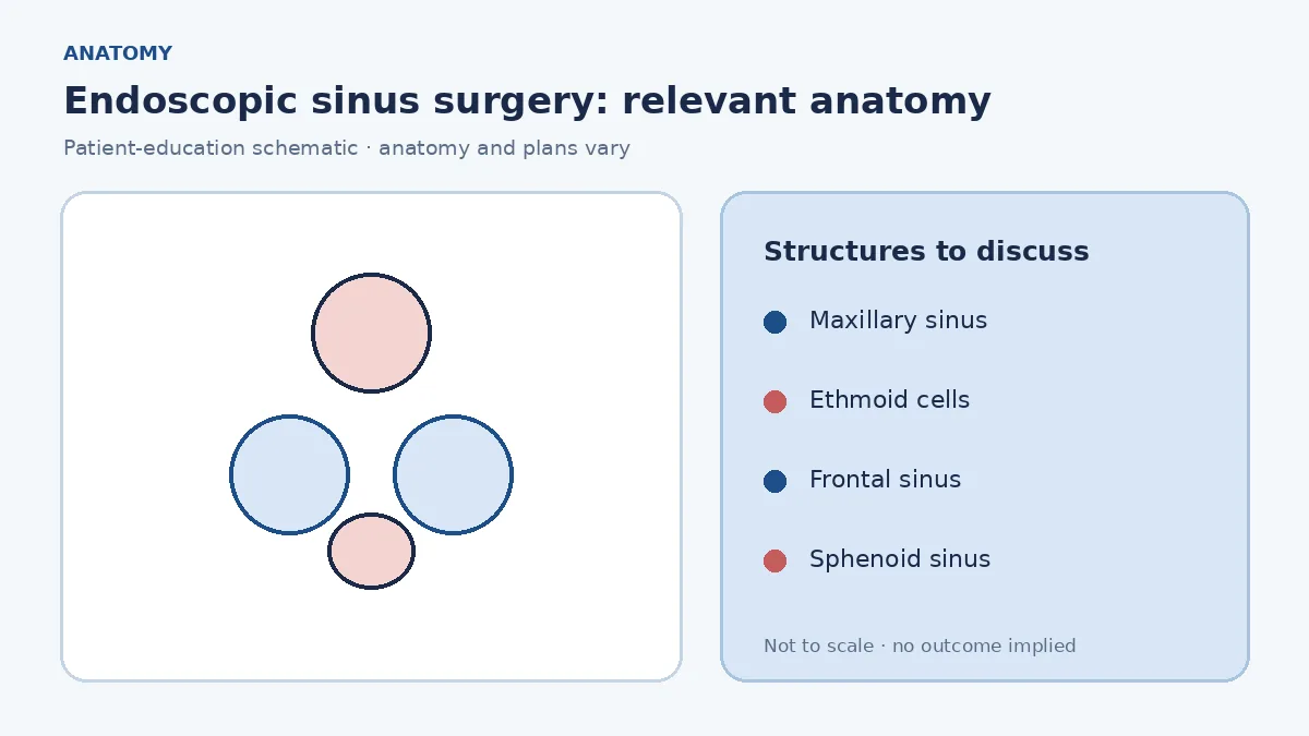 Medical illustration of maxillary, ethmoid, frontal and sphenoid sinuses around the nasal cavity