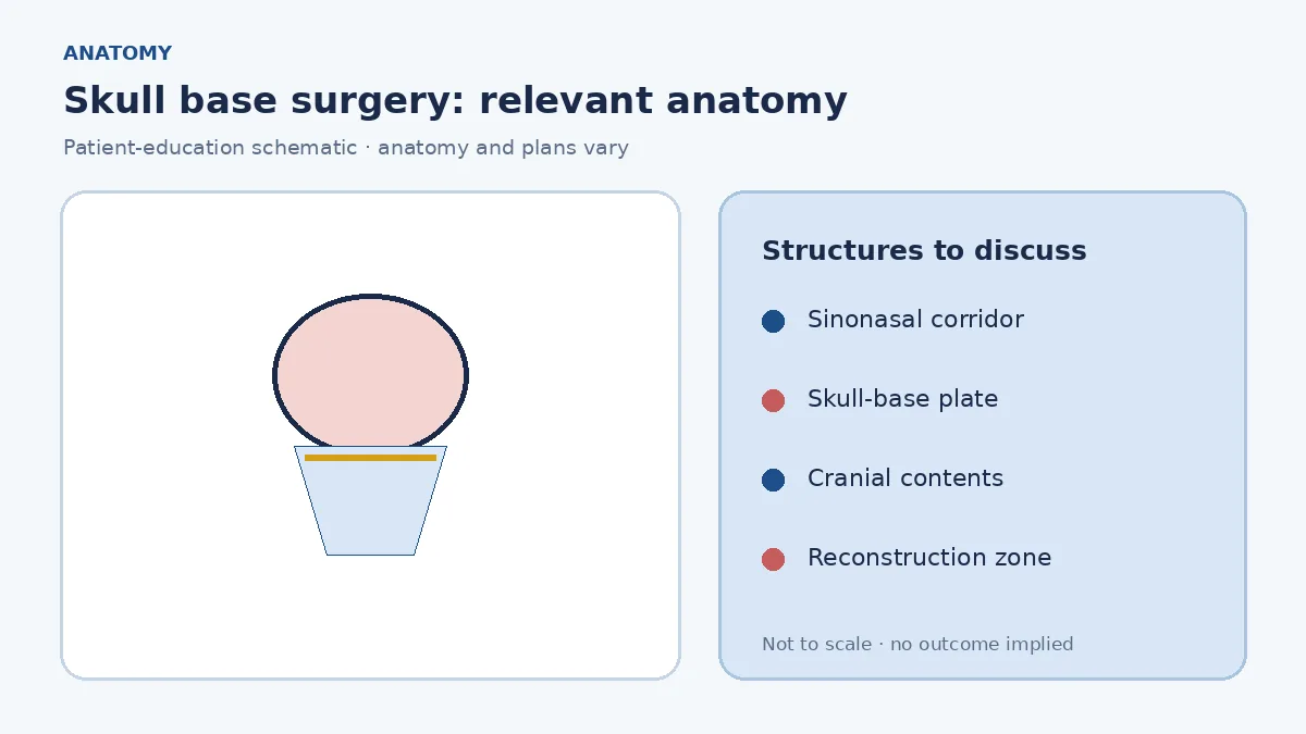 Medical illustration of the anterior and lateral skull base beneath the brain and behind the sinuses