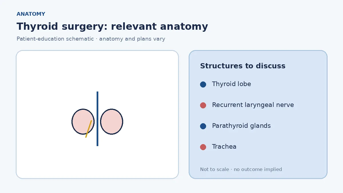 Medical illustration of the thyroid gland, recurrent laryngeal nerves and parathyroid glands in the neck