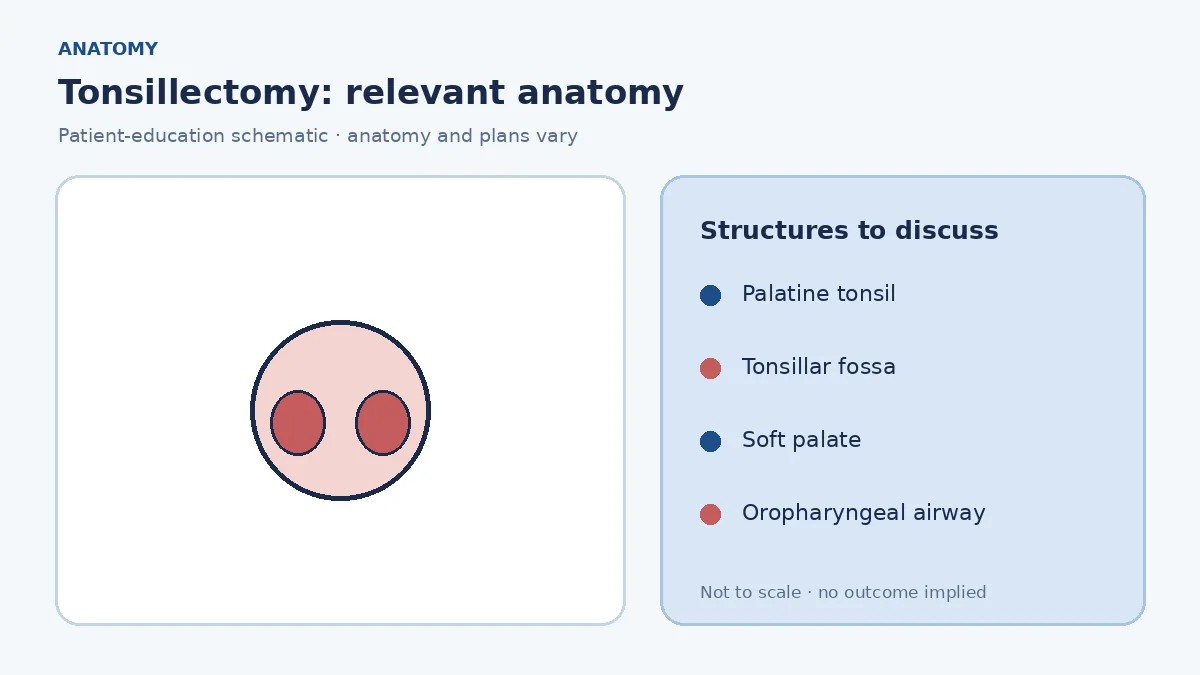 Medical illustration of palatine tonsils in the oropharynx and their relationship to the airway