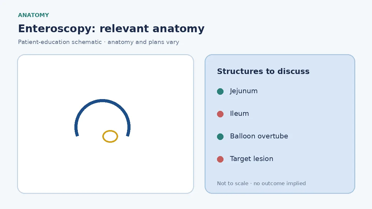 Medical illustration of the jejunum and ileum beyond the reach of a standard endoscope