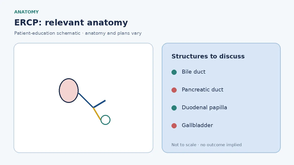 Medical illustration of the bile duct, gallbladder and pancreatic duct meeting at the duodenal papilla