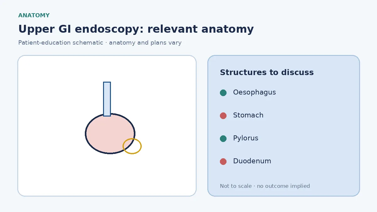 Medical illustration of the oesophagus, stomach and duodenum examined during upper GI endoscopy