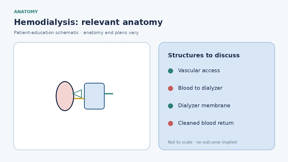 Medical infographic of hemodialysis showing vascular access, blood flow through a dialyzer and cleaned blood returning to the patient