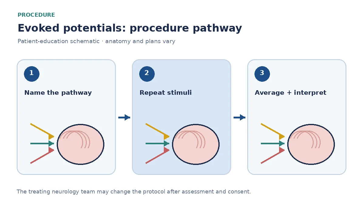 Numbered evoked-potential pathway showing stimulus delivery, signal averaging and latency interpretation