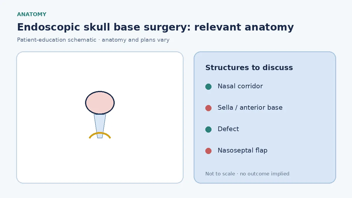 Medical illustration of the sella and anterior skull base reached through an endonasal endoscopic corridor