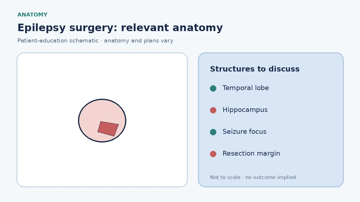 Medical illustration of a mesial temporal seizure focus and the hippocampus targeted in epilepsy surgery