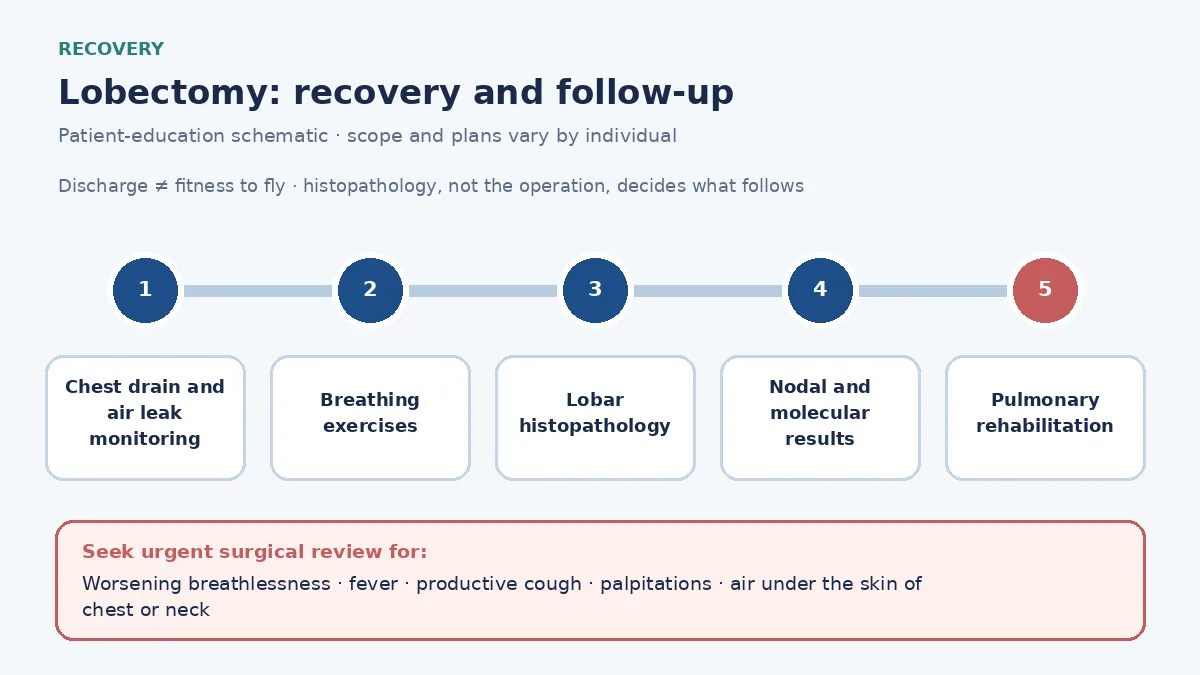 Medical infographic of the lobectomy recovery pathway: chest drain and air leak monitoring, breathing exercises, histopathology of the lobe and nodes, and pulmonary rehabilitation.