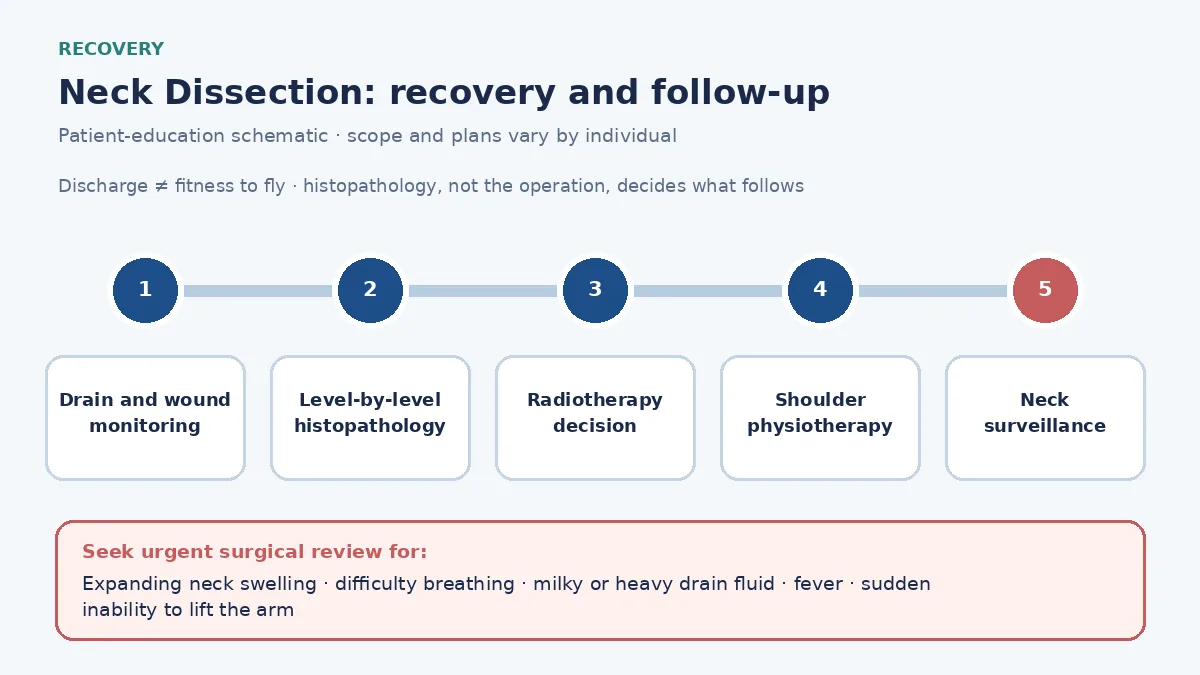 Medical infographic of the neck dissection recovery pathway: drain and wound monitoring, level-by-level histopathology, the postoperative radiotherapy decision, shoulder physiotherapy and neck surveillance.