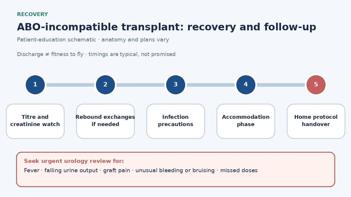 ABO-incompatible transplantation recovery pathway infographic showing titre and creatinine surveillance, rebound exchanges if needed, infection precautions, accommodation phase, home clinic protocol handover and travel clearance