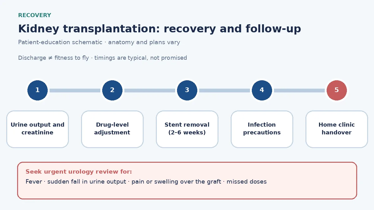 Kidney transplantation recovery pathway infographic showing urine-output and creatinine monitoring, drug-level adjustment, stent removal, infection precautions, home transplant-clinic handover and travel clearance