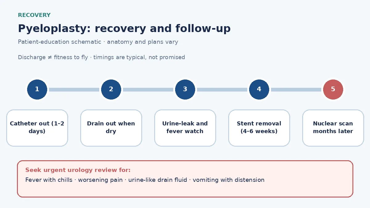 Pyeloplasty recovery pathway infographic showing catheter and drain removal, urine-leak and fever monitoring, stent removal at four to six weeks and a follow-up nuclear scan