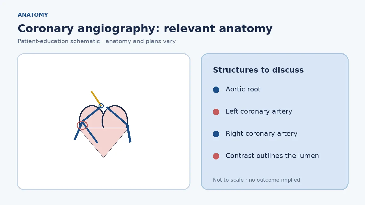 Medical illustration of the right and left coronary arteries arising from the aortic root and supplying the heart