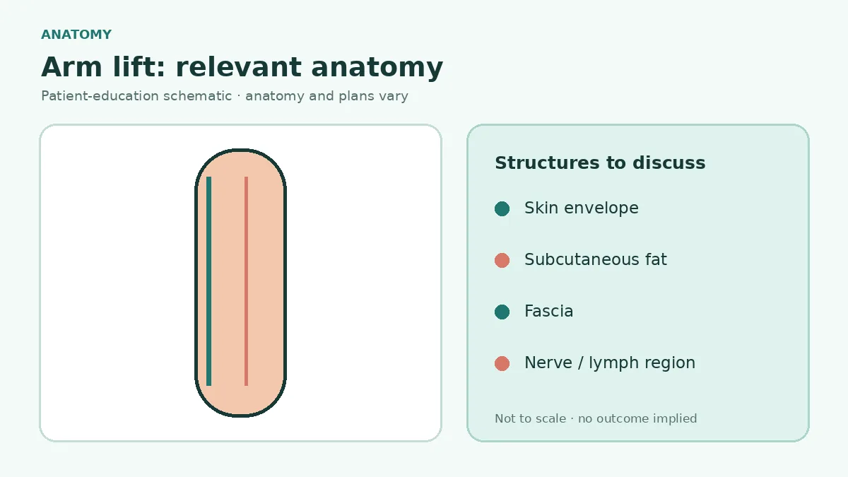 Medical illustration showing upper-arm skin, subcutaneous fat, fascia, major nerves and lymphatic region relevant to brachioplasty
