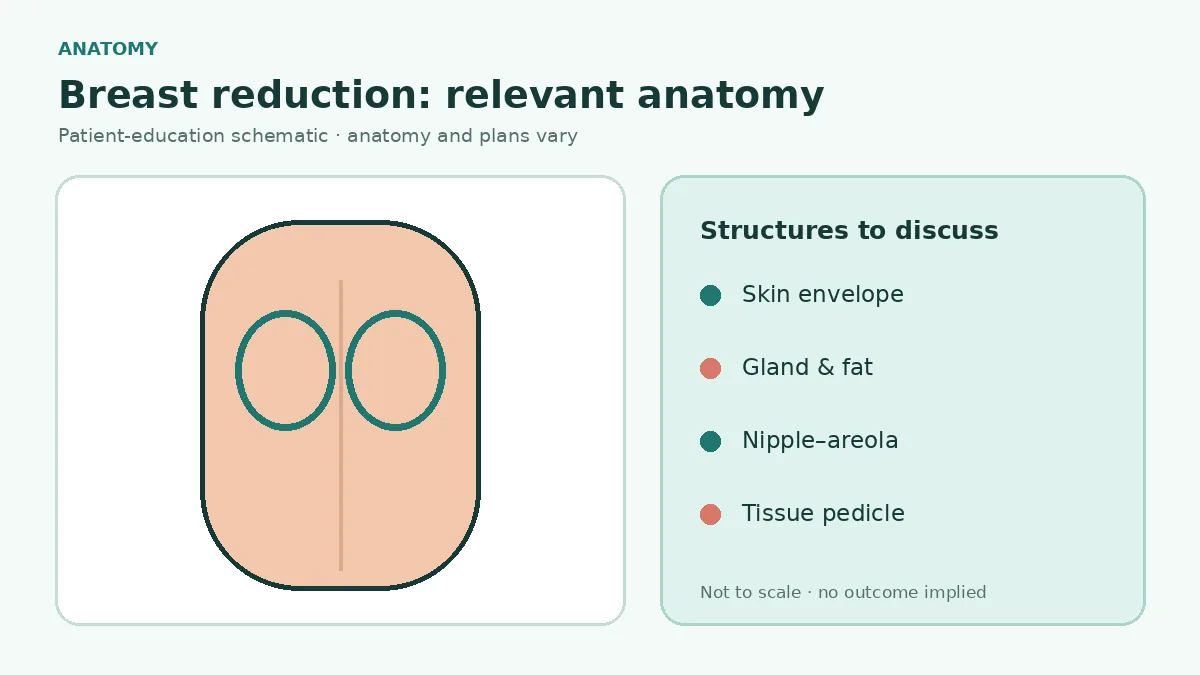 Medical illustration showing breast skin envelope, glandular tissue, fatty tissue, nipple-areola and pectoral muscle relevant to reduction surgery