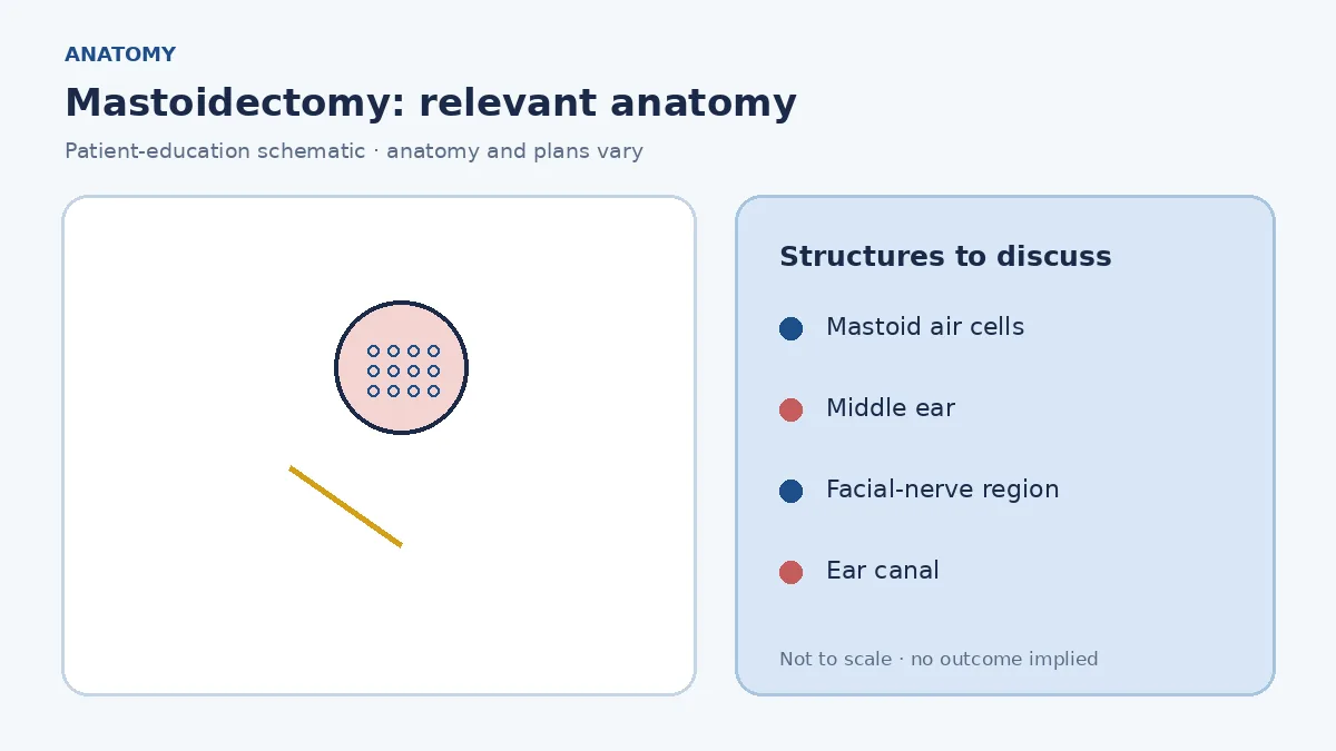 Medical illustration of mastoid air cells behind the ear and their relationship to the middle ear and facial nerve