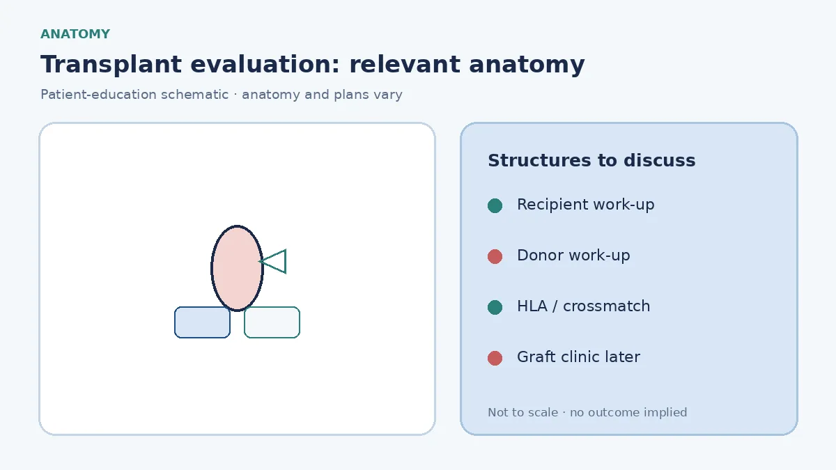 Medical infographic of kidney-transplant evaluation showing recipient and living-donor work-up streams meeting at compatibility testing