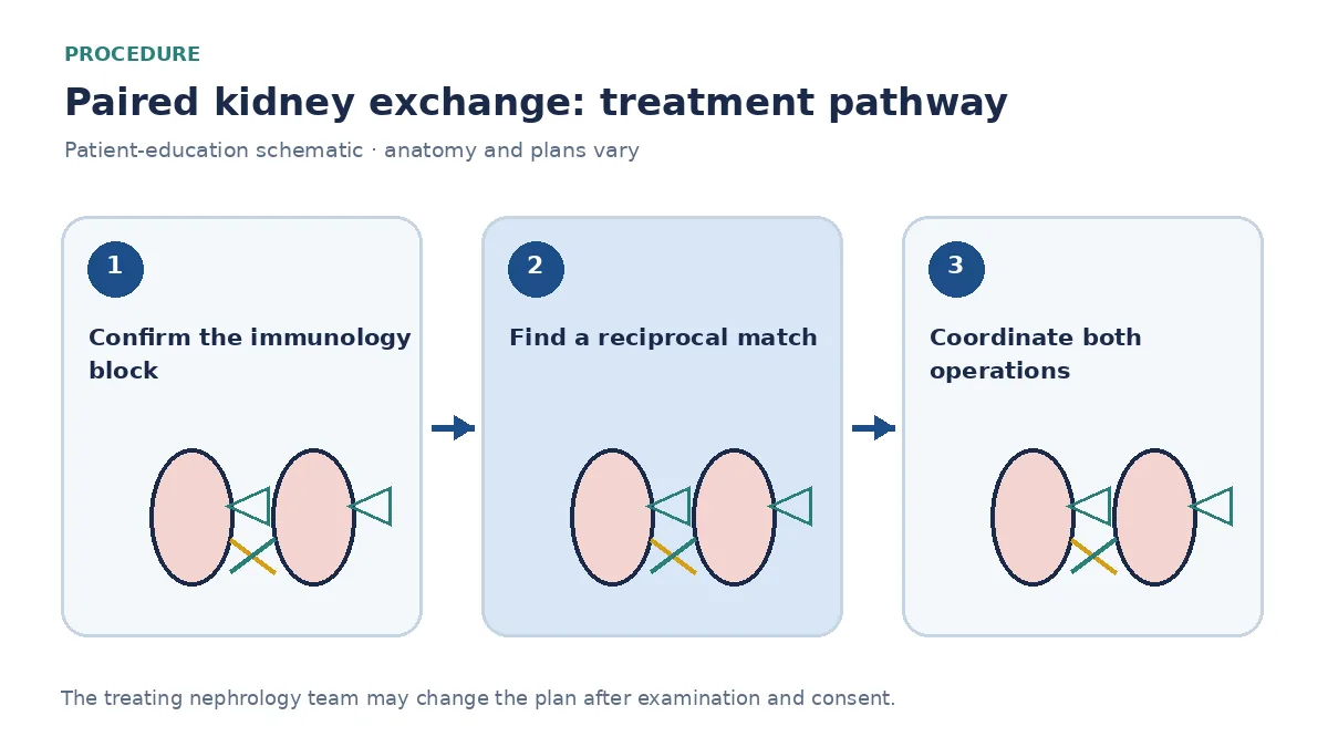 Step-by-step paired-exchange pathway showing HLA review, match confirmation and coordinated transplant day