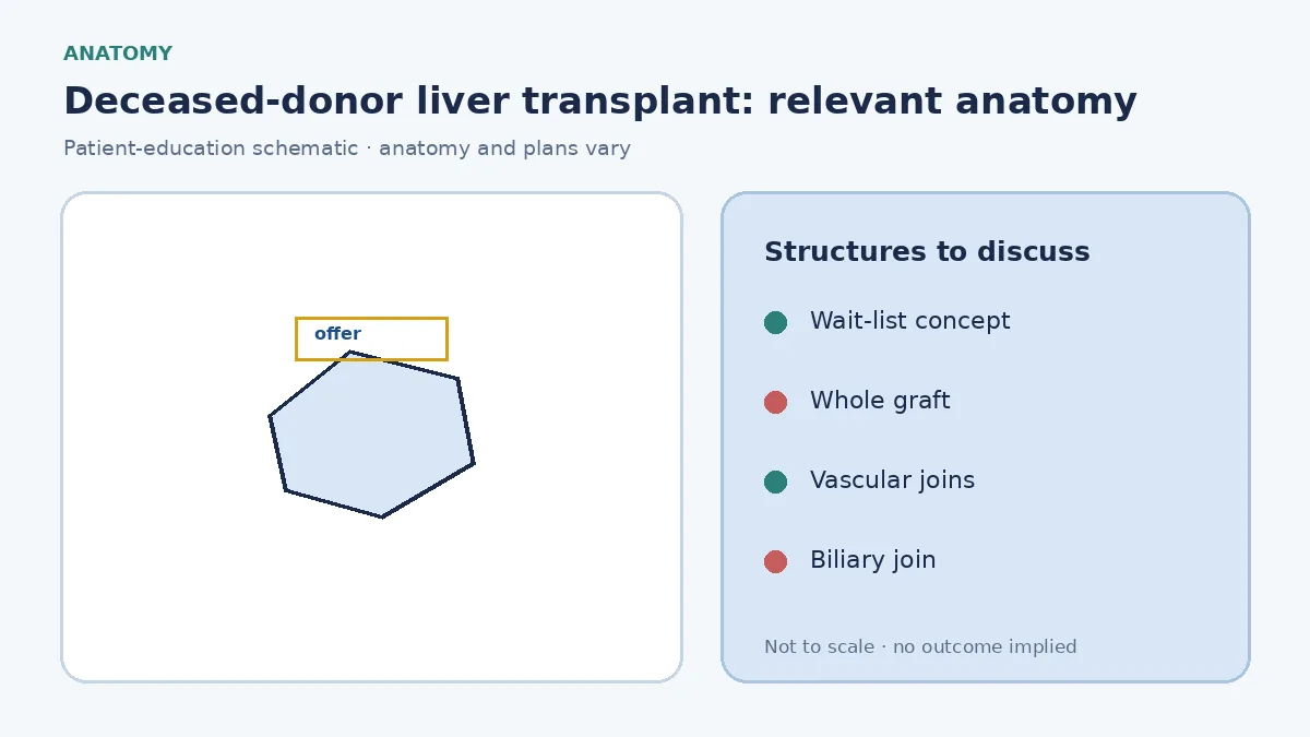 Medical illustration of a whole deceased-donor liver graft with hepatic veins, portal vein, artery and bile duct