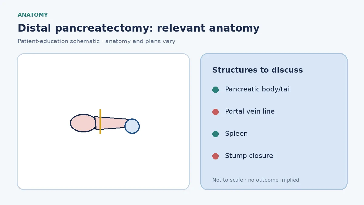 Medical illustration of the pancreatic body and tail to the left of the portal vein, with the spleen nearby