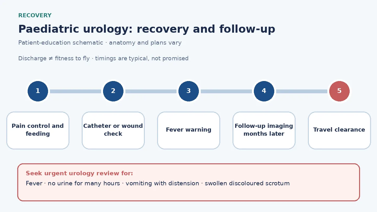 Paediatric urological surgery recovery pathway infographic showing pain control and feeding, catheter or wound check, fever warning signs, follow-up imaging months later and travel clearance
